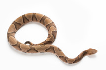 copperhead snake 