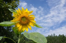 sunflower on a sunny day 
