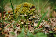 moss and grass on a forest floor 