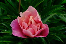 blooming pink flower 