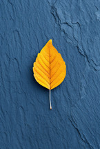 Close-up of a single yellow leaf on a textured blue background, representing contrast, simplicity, and the beauty of nature.