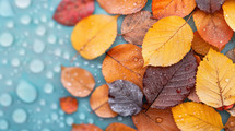 Close-up of vibrant autumn leaves in shades of yellow, orange, and red, scattered across a surface with water droplets, creating a fresh, textured background.