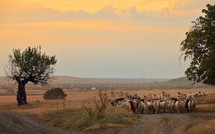 Goats and Sheep on Road In Greci, Romania. Summer Sunset