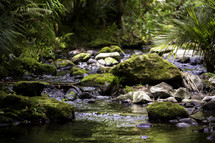 a stream in a jungle 