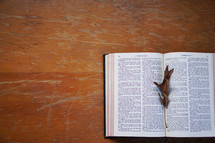 open Bible with a fall leaf on its pages 