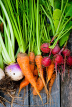 freshly picked carrots, onions, and radishes 