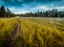 worn path through a field of tall grasses 