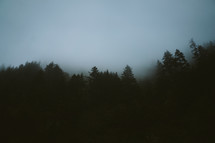 tops of trees in a foggy forest 