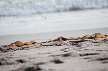 ribbon of kelp washed onto a sandy beach shore 