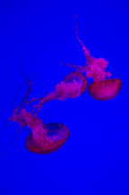 Jellyfish swimming underwater.