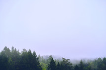 morning fog over an evergreen forest 