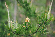 pollen on pine trees