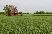 Workman's cottage surrounded by ripening wheat next to freshly planted field.