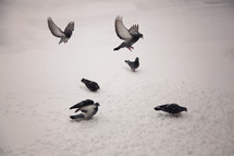 pigeons in snow 