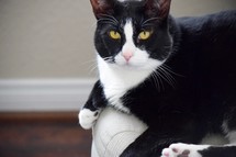 resting domestic shorthair cat on a stool 
