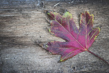 red fall leaf on wood background 