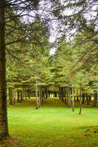 rows of trees (vertical)