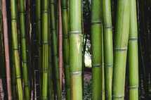 A wall of bamboo trees