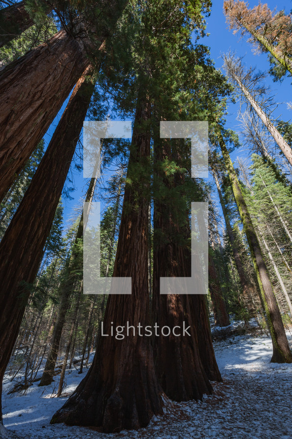 Majestic trees in the snow in Yosemite
