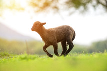 Lamb in a pasture 