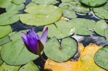 a purple lilly flower surrounded by lilly pads in a pond