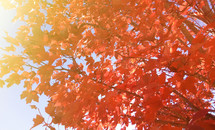 red and orange fall foliage 