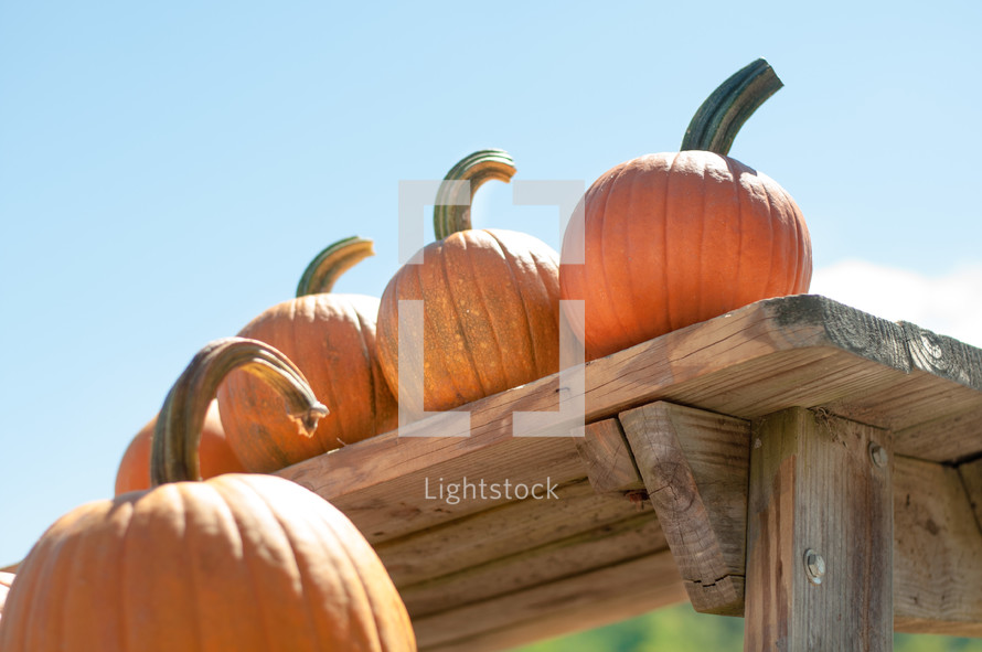 A table of Pumpkins with blue sky