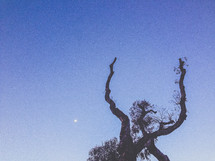 old tree and moon