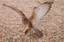 Hawk with wings spread.