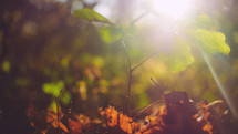 bright sunlight on a forest floor 