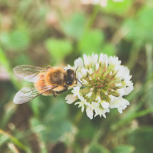 a bee on clover flower 