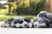 sleeping puppies 
