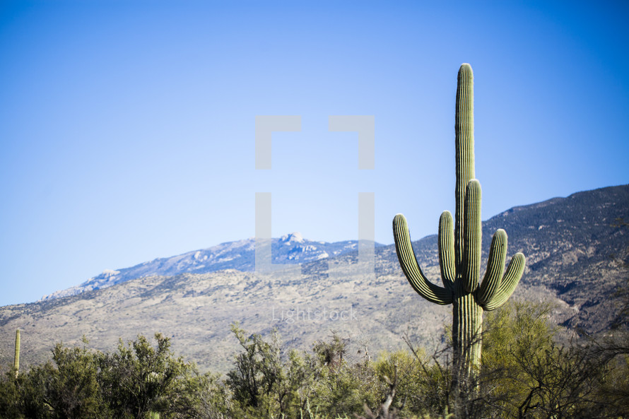 cactus and mountains in a desert