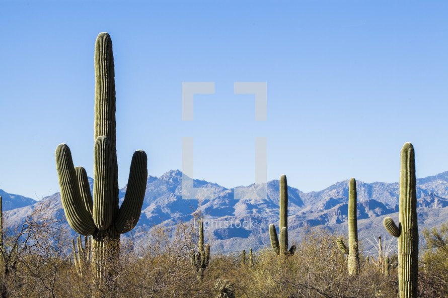 cactus and desert mountains 