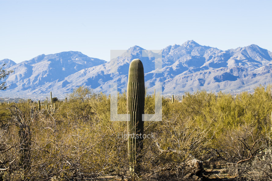 cactus and mountains in a desert 