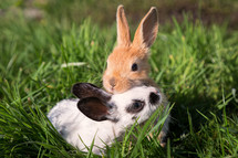 bunnies 