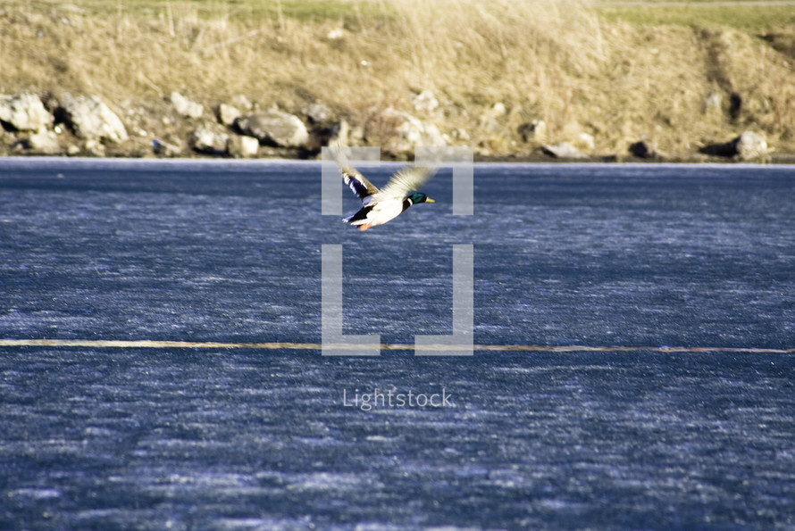mallard duck in flight over a lake