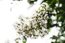 white crape myrtle flowers 