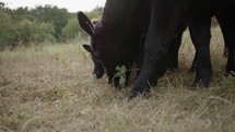 grazing cattle 