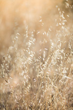 golden dried grasses 