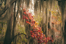 Spanish moss and red and yellow leaves on trees 