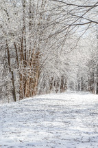 Path through Winter (vertical)