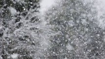 Slow motion of heavy snowfall in a forest in northern Israel