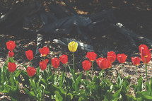 A single yellow tulip among red tulips in a flower bed.