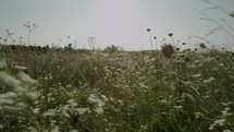 field of tall grasses 
