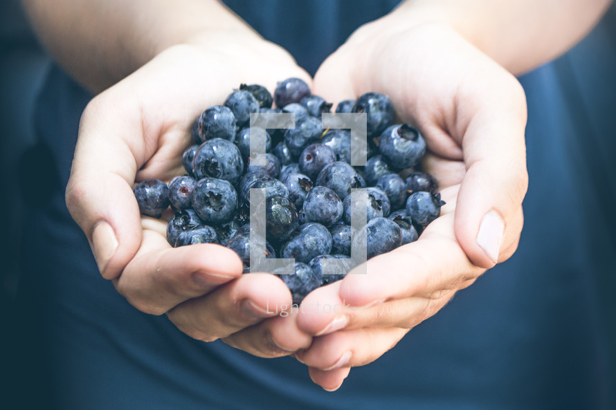 cupped hands holding blueberries 