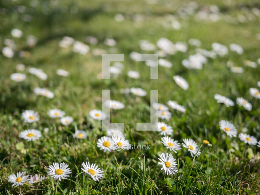 daisies on green grass