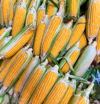Stack of fresh organic raw yellow corn cobs with green leaves sold on market
