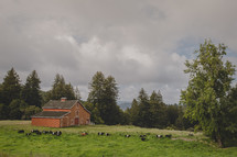 red barn and grazing cattle 