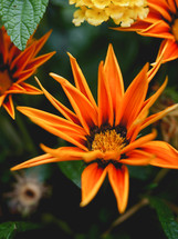 an orange flower